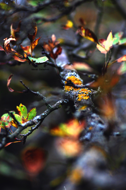 ფოტოგრაფი, რომელიც ადამიანების გადაღებაზე უარს აცხადებს Rating